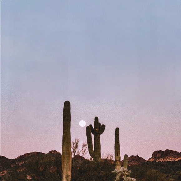 Meet your Posher, Meow - Picture 1 of 1